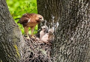 vogeljongen die gevoed worden in nest - Het Schrijfpaleis