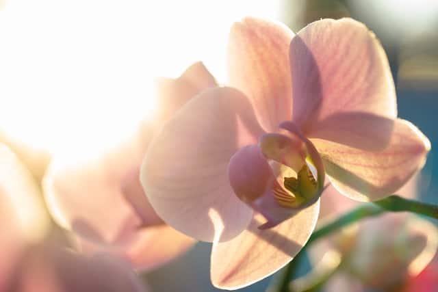 orchidee - contentmarketing tuincentrum en tuinsector