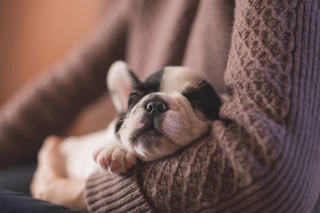 slapende hond - blogonderwerpen hondentrainer