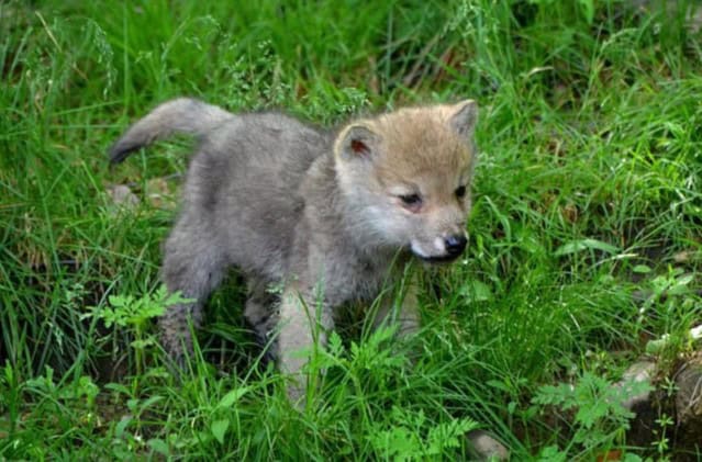 wolvenwelp in gras