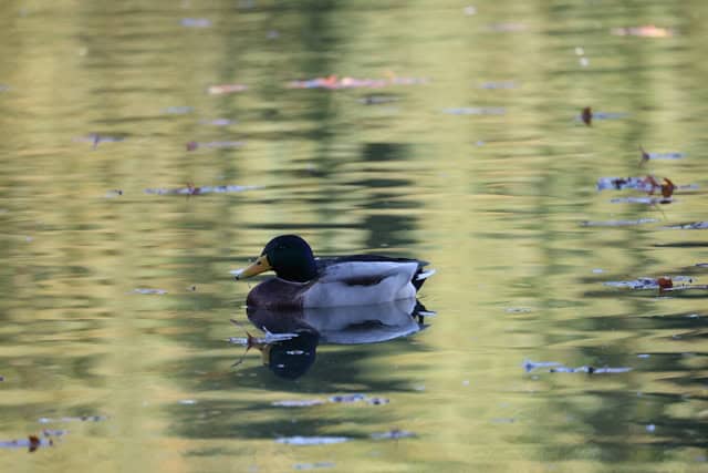 eend op kalm water met enkele rimpelingen