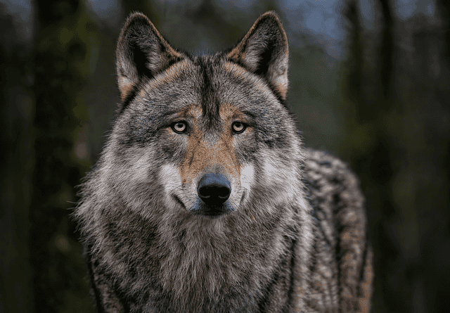 majestueuze wolf die recht in de camera lijkt te kijken
